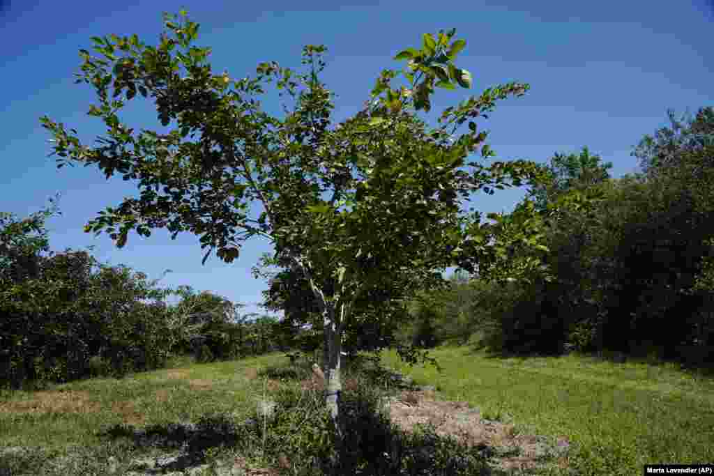 Për shumë vite, pongamia është përdorur si pemë hijerëndë, që prodhon bishtaja – kokrra të vogla ngjyrë kafeje – të cilat janë aq të hidhura, saqë as derrat e egër nuk i hanë.