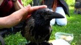 Crow 