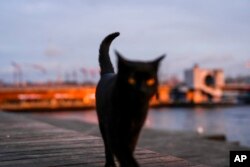 Një mace në një shëtitore pranë detit në terminalin e trageteve Karakoy në Stamboll, Turqi, 20 mars 202