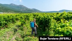 Një punëtor duke spërkatur vreshtat në Potoçan të Ulët të Rahovecit.