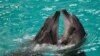 UKRAINE-CRISIS/ROMANIA-DOLPHINS