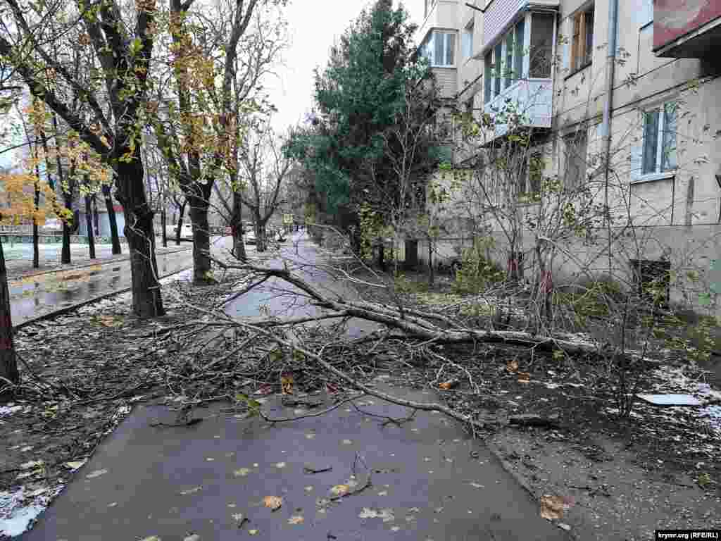 Un copac căzut blochează trotuarul din fața unui bloc de locuințe din Simferopol. &nbsp;