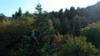 Europe's Christmas Trees Born In The Mountains Of Georgia GRAB