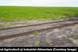 Terenurile cu sfeclă de zahăr ale lui Mihai Goncearenco afectate de înghețurile din aprilie și ploile abundente din mai.