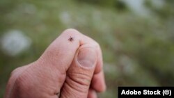 Studiile efectuate până la pandemia de COVID-19 arătau că doar 30% din căpușe sunt infectate cu borelia, care cauzează boala Lyme.