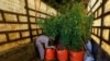 FILE: A boy arranges bags of trees and plants to be transported for planting at a farm on the outskirts of Karachi, Pakistan in November 2019.