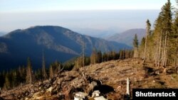 У червні британська неприбуткова організація Earthsight заявила, що «компанія IKEA продає букові стільці, вироблені з деревини, отриманої шляхом незаконних рубок у лісах українських Карпат, де живуть зникаючі види рисей та ведмедів»
