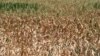 Premierul Ion Chicu spune că guvernul elaborează câteva proiecte de sprijinire a agricultorilor