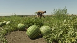 Farming Under Fire: Russian Drones Strike Watermelon Fields In Ukraine's Kherson Region 