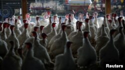 Farma ćurki