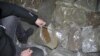 Запленета марихуана од полицијата