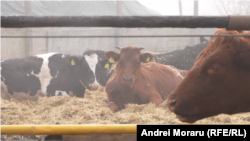 Febra aftoasă este o boală infecțioasă de natură virală care afectează în special rumegătoarele, cum ar fi bovinele. Ultimul caz de febră aftoasă în R. Moldova a fost înregistrat în anul 1982.