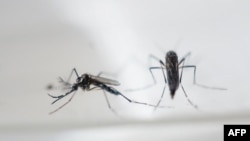 Virusi Zika