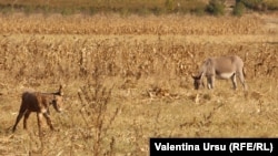 Imagine generică