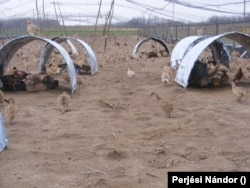 Magyarországon a fácán még mindig luxusterméknek számít.